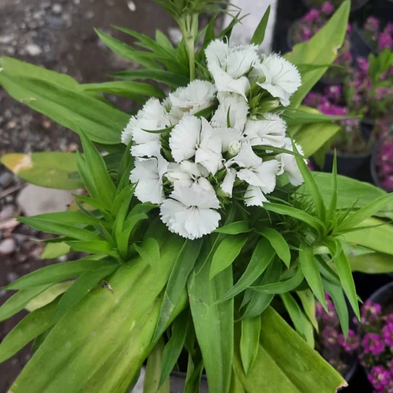 نهال گل قرنفل سفید