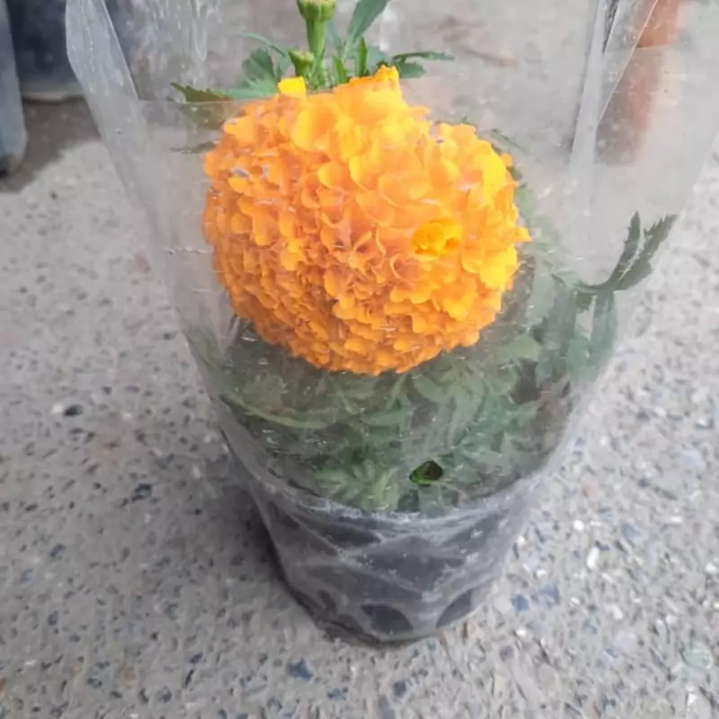 نهال گل جعفری نارنجی