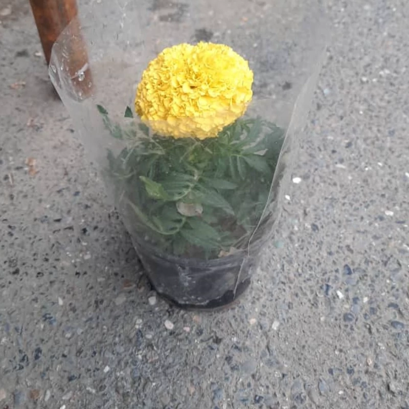 نهال گل جعفری زرد