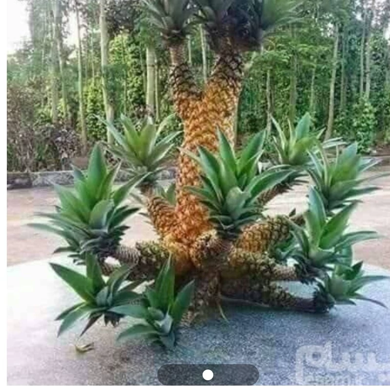 نهال آناناس پادشاه