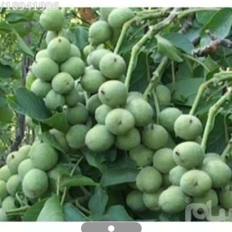 نهال گردو خوشه ای پر محصول