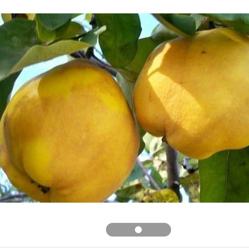 نهال به اصلاح شده