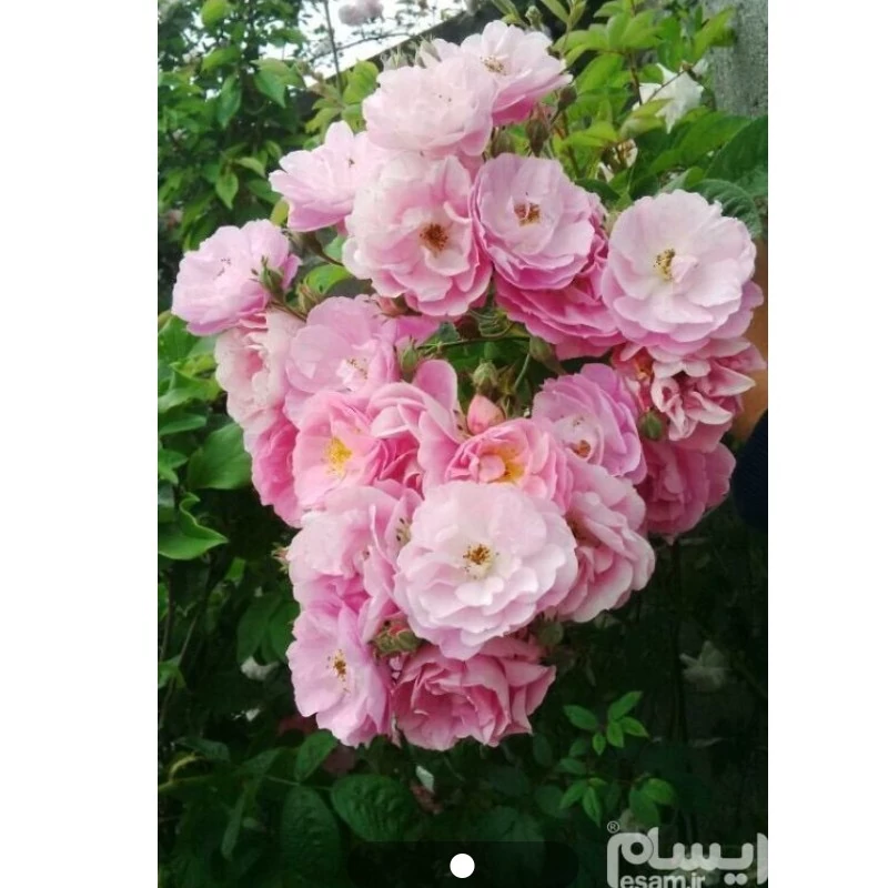 نهال رز خارجی