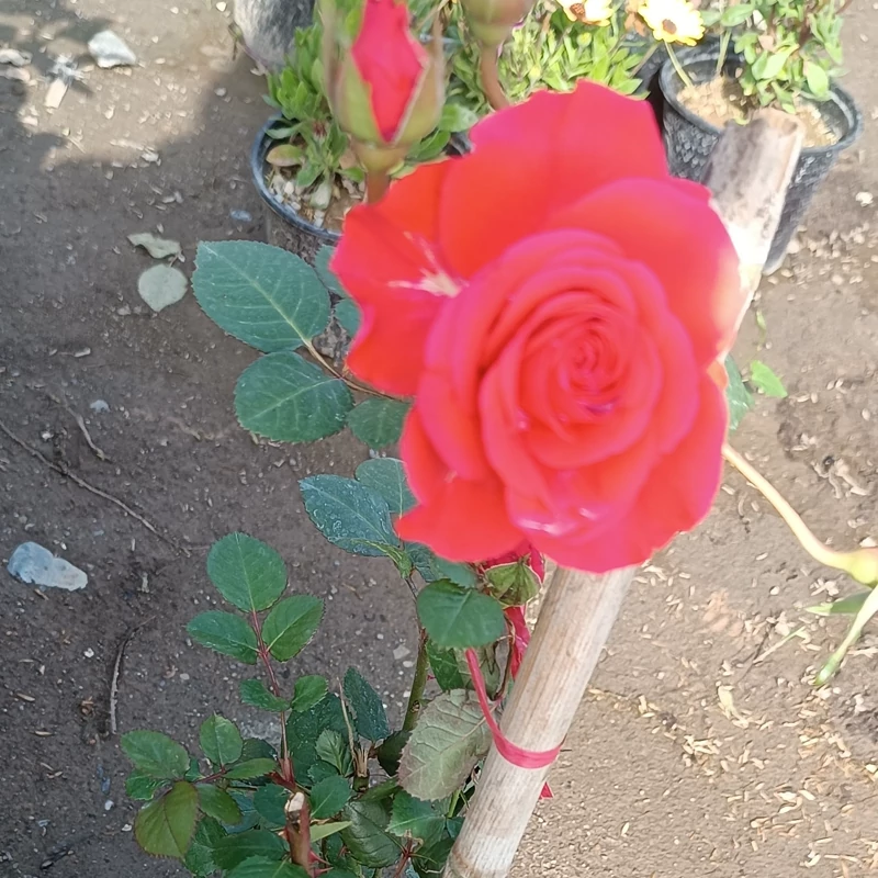 نهال رز رونده نارنجی