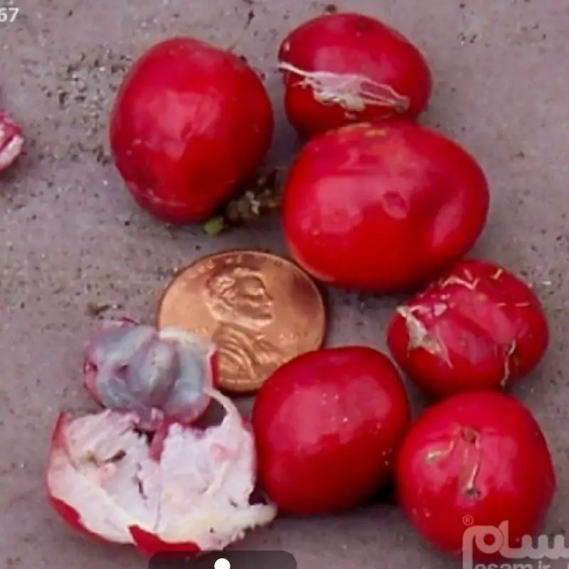 نهال پاسیفلورا فوتیدا