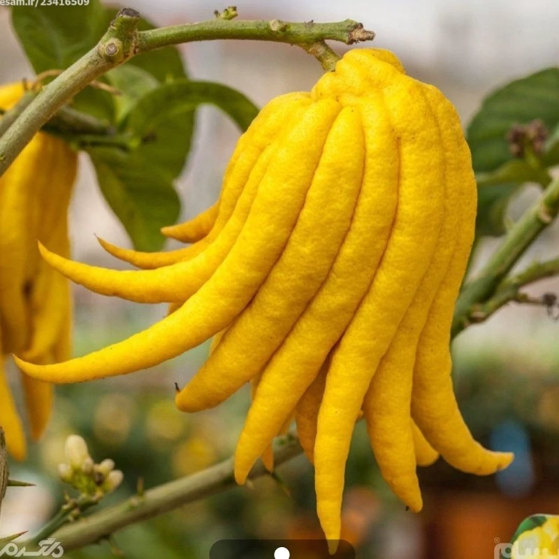 نهال دست بودا