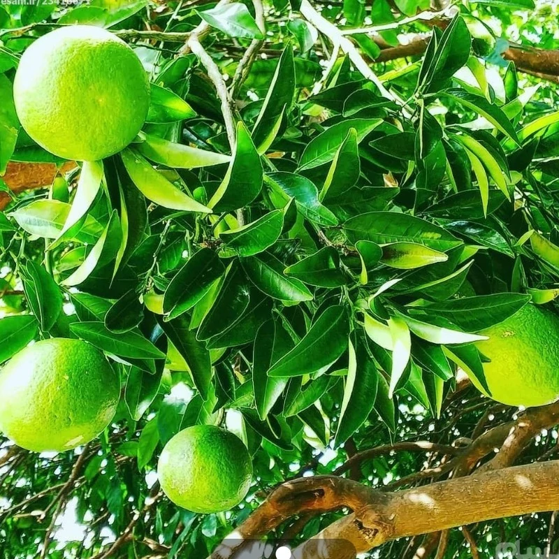 نهال نارنج شیرین