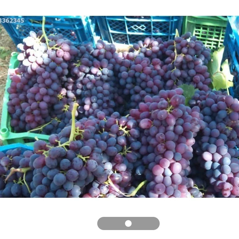 نهال انگور عسگری