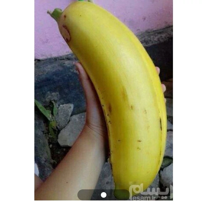 نهال موز غول پیکر