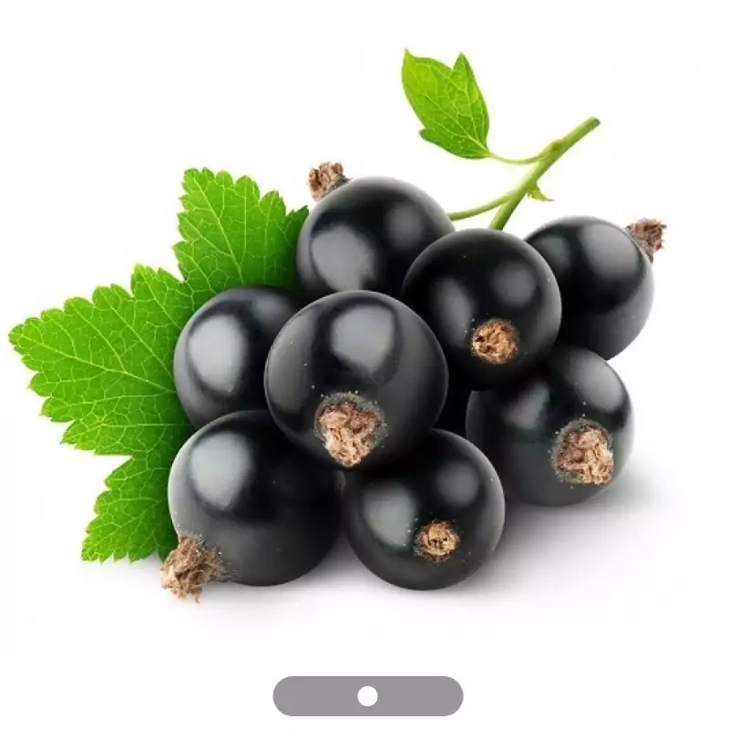 نهال کارنت سیاه نروژی