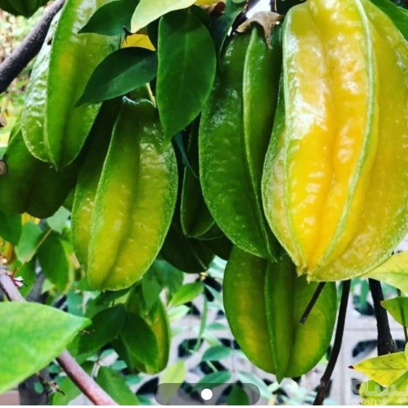 نهال استار فروت