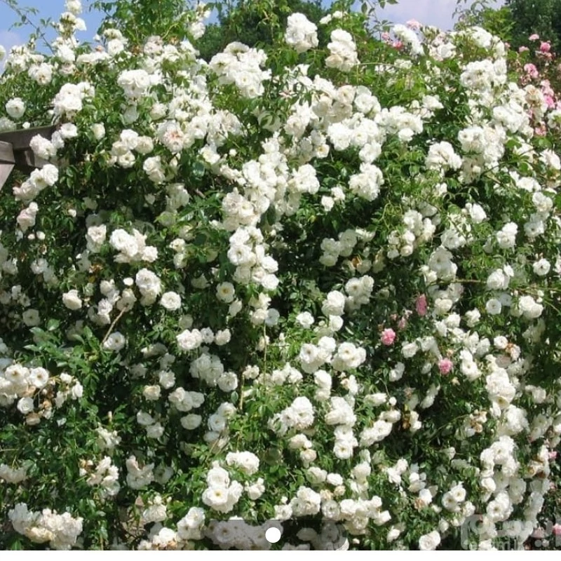 نهال رز رونده سفید