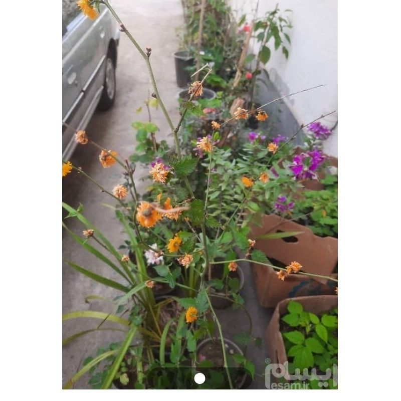 نهال یاس کریا