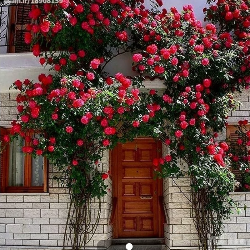 نهال رز رونده قرمز