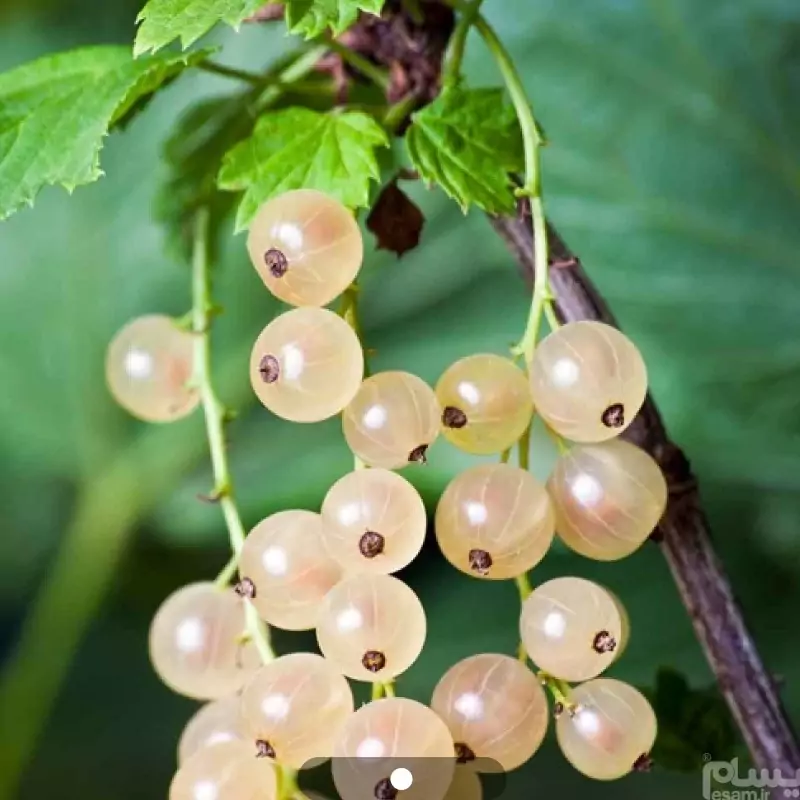 نهال کارنت سفید نروژی