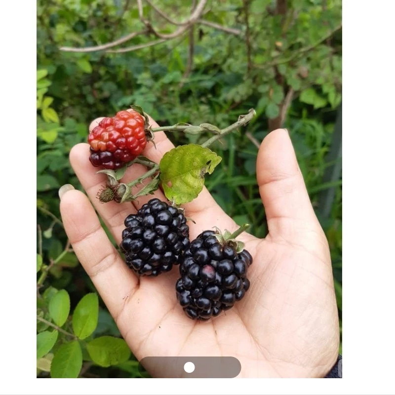 نهال بلکبری اصیل آمریکایی