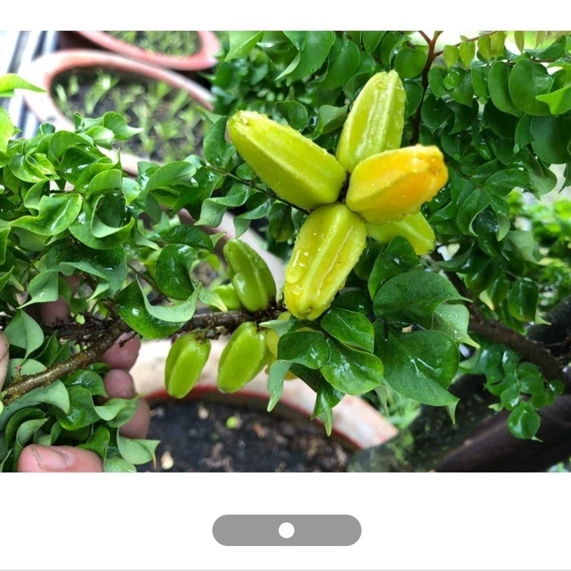 نهال استار فروت خوشه ای