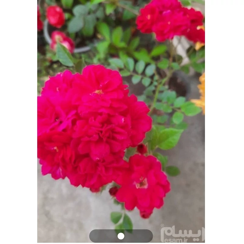 نهال رز رونده