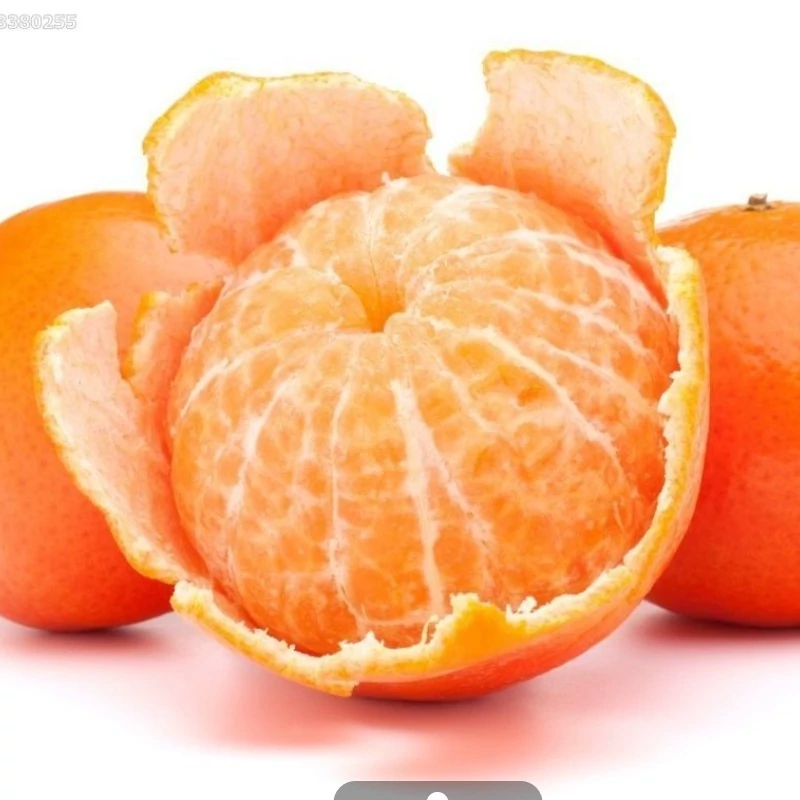 نهال نارنگی هاشیموتو
