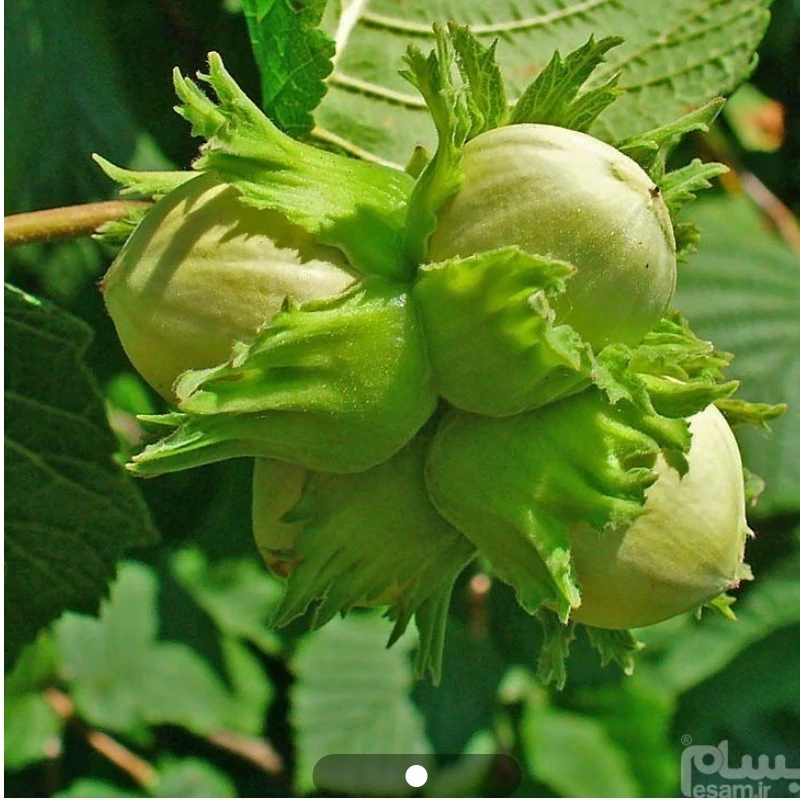 نهال فندوق اصلاح شده