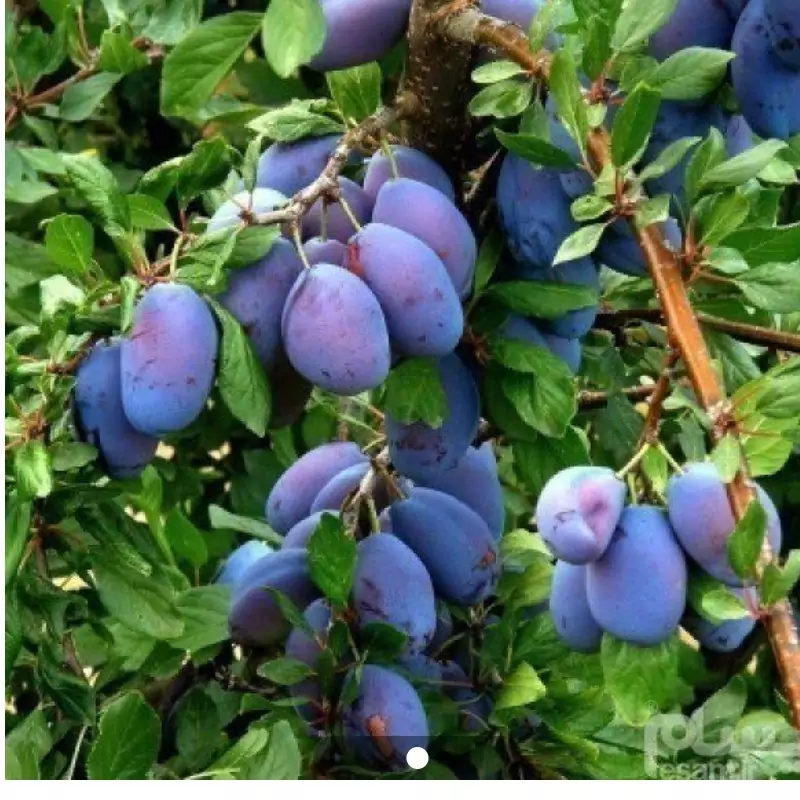 نهال الو دامسون