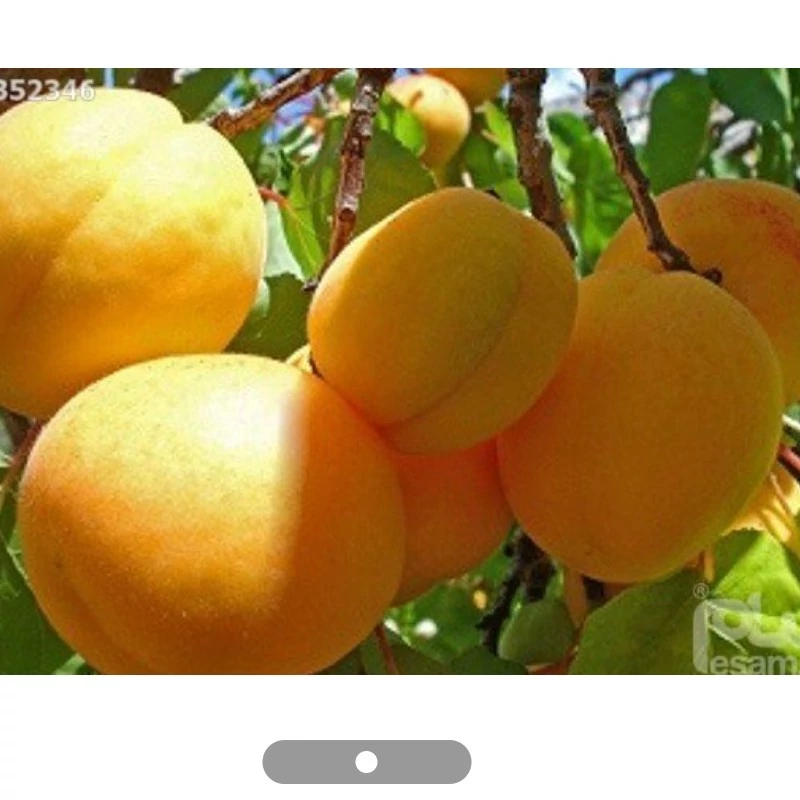 نهال قیصی
