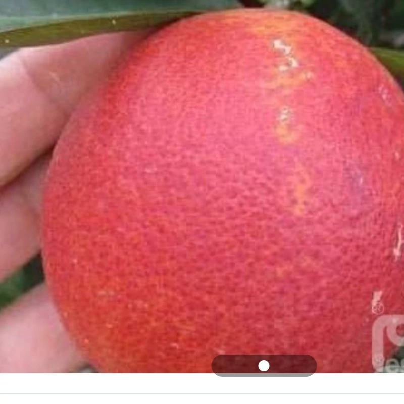 نهال پرتقال قرمز خونی استرالیایی