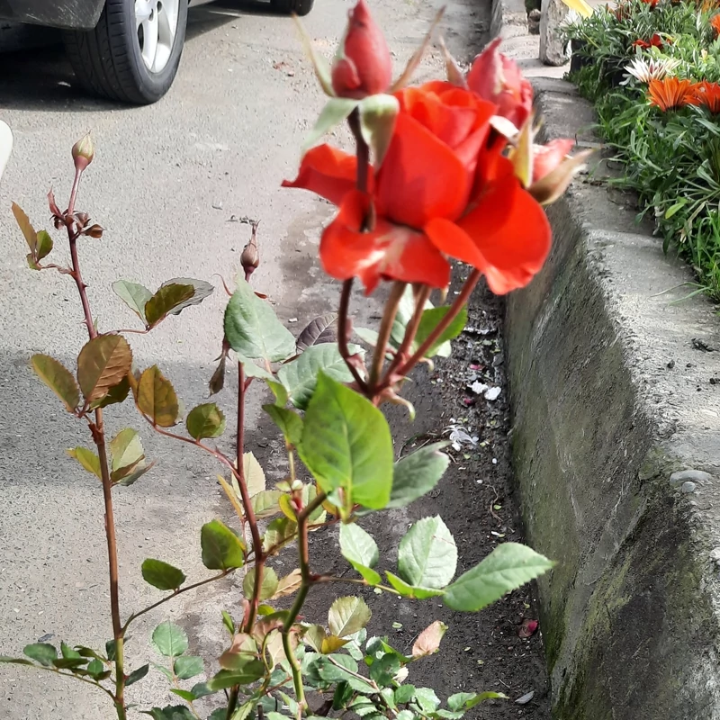 نهال گل رز نارنجی هلندی