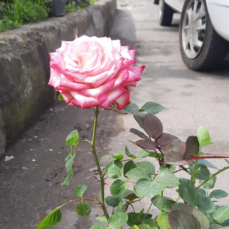 نهال گل رز دو رنگ وارداتی