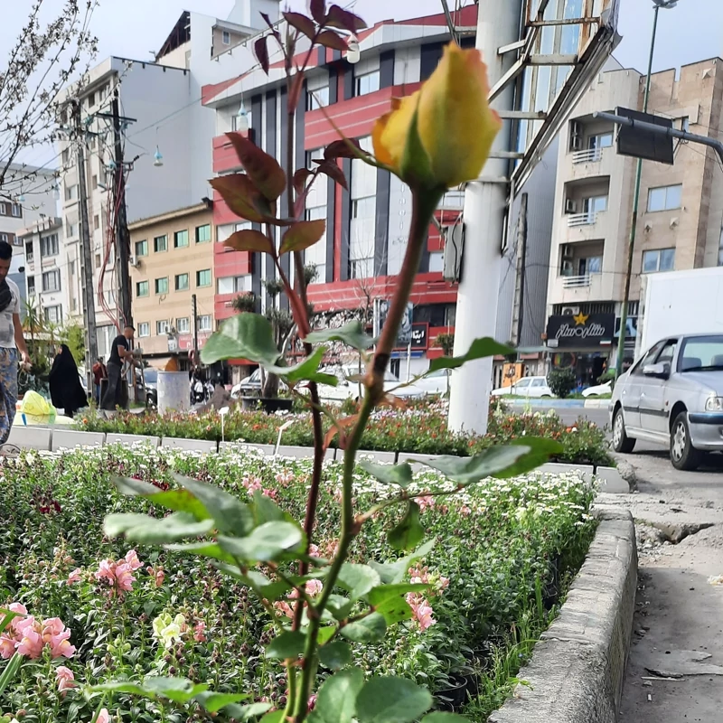 نهال گل رز زرد هلندی