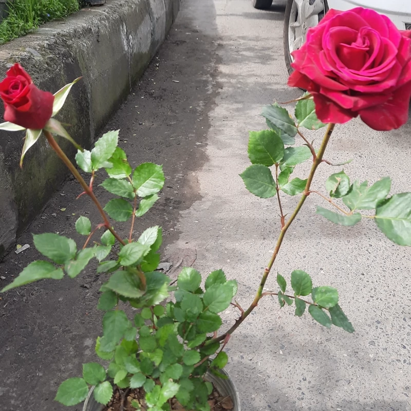 نهال گل رز صورتی هلندی