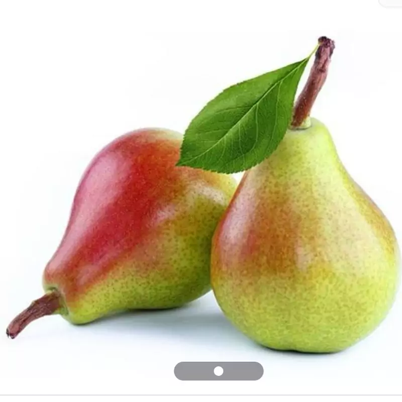 نهال گلابی اسپادانا