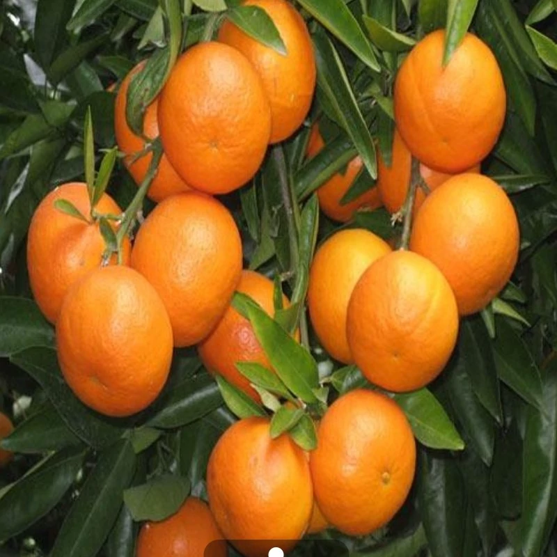 نهال نارنگی یونسی