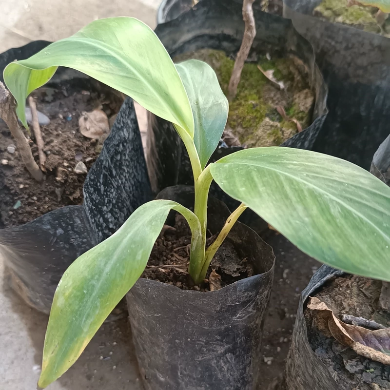 نهال موز سردسیر آکومیناتا