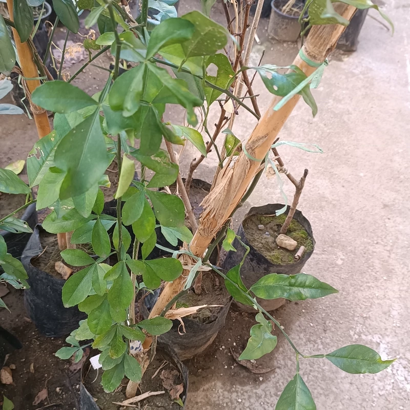 نهال نارنج اژدها وارداتی
