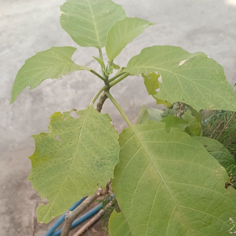 نهال تاتوره معطر