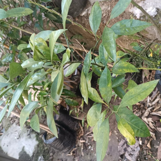 نهال نارنگی یافا