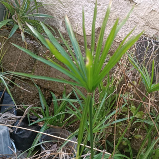 نهال گل مرداب