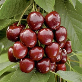 نهال گیلاس رجینا وارداتی