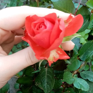 گل رز نارنجی چینی