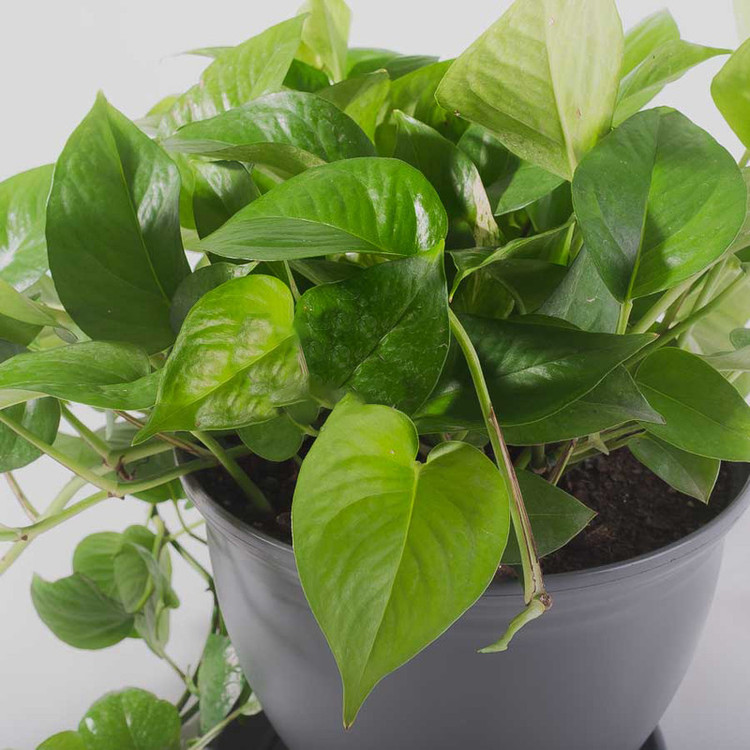 گیاه طبیعی پتوس مدل P-12