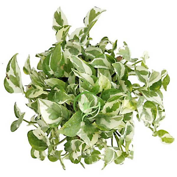 گیاه طبیعی پتوس ارتشی تافکو مدل مینیاتوری کد 2038