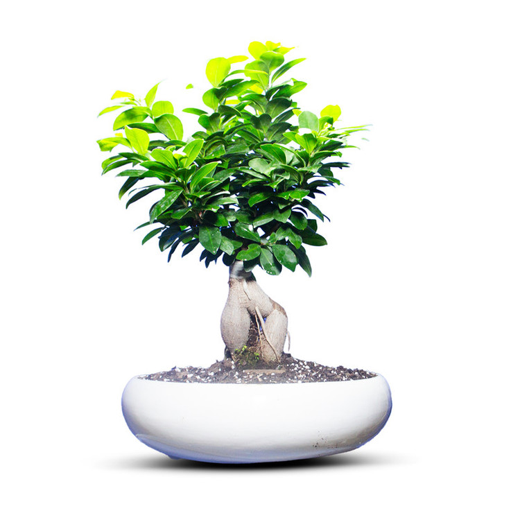 گیاه طبیعی بونسای جنسینگ کد 02