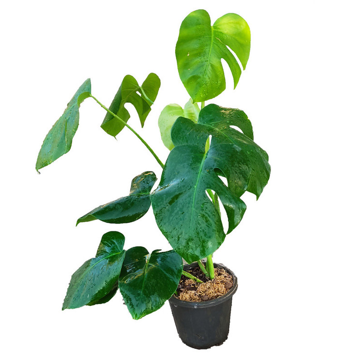 گیاه طبیعی برگ انجیری کد AS-500