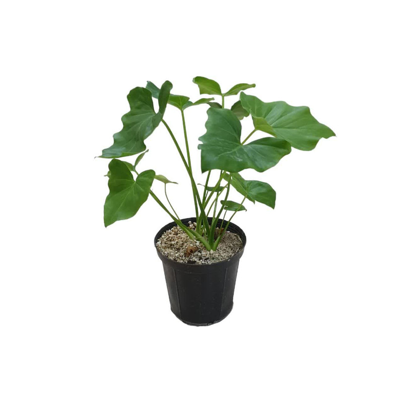 گیاه طبیعی برگ انجیری کد 15