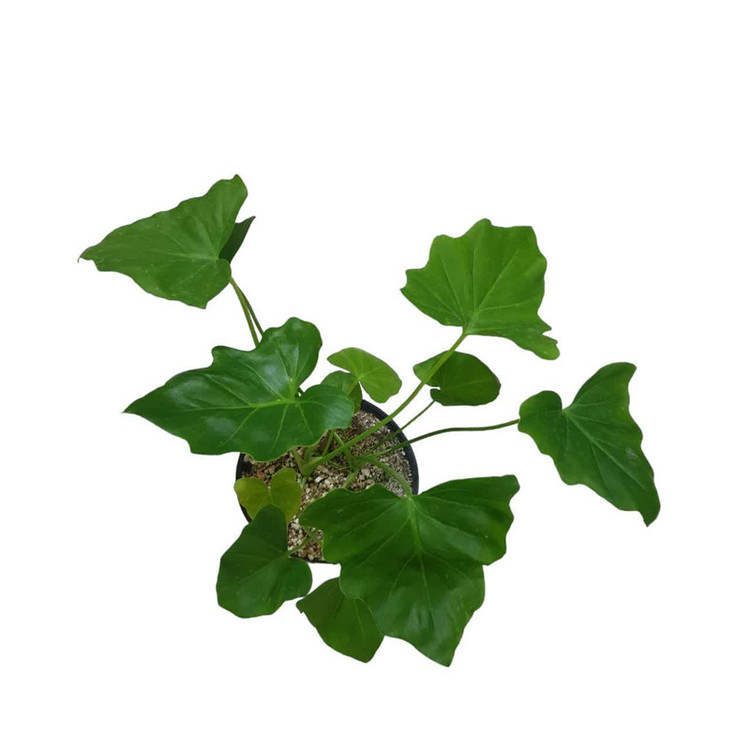 گیاه طبیعی برگ انجیری کد 15