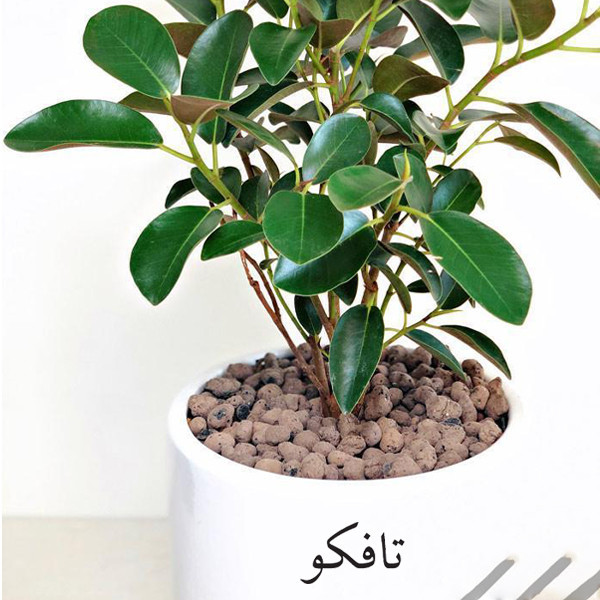 گل طبیعی فیکوس جنگلی تافکو کد 2030