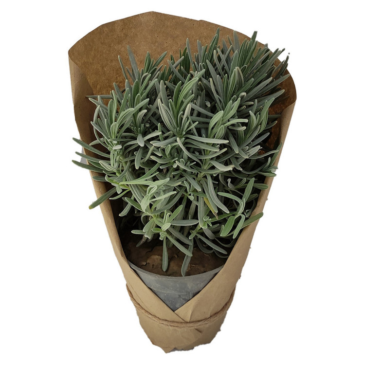 گیاه طبیعی لاوندر کد yt41