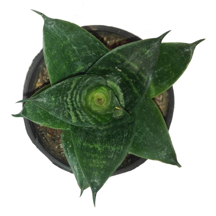 گل طبیعی سانسوریا پا کوتاه سبز کد 103