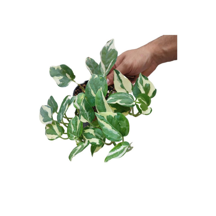 گیاه پتوس ارتشی مدل 012